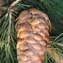 Picea smithiana cone